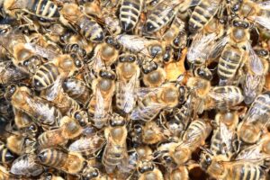 beekeeping-supplies-640x480-9797656.jpeg