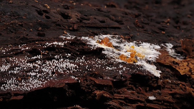 chocolate molds