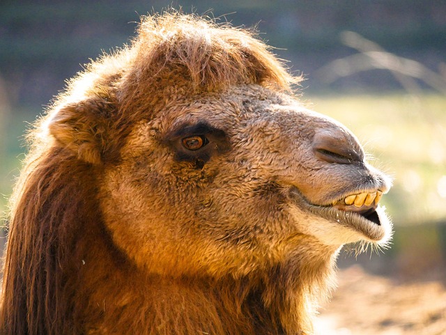 dental burs