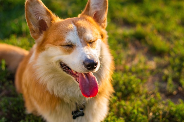 dog thermometers