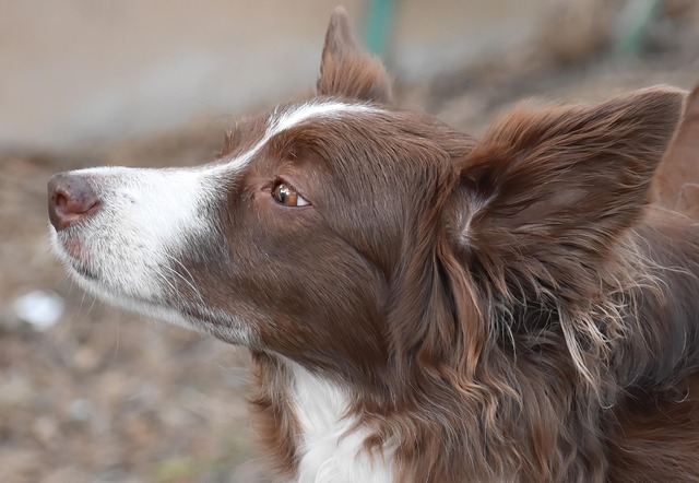 dog thermometers