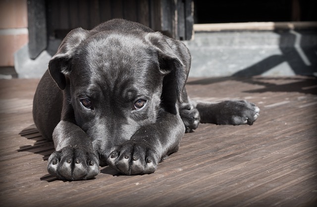 dog thermometers