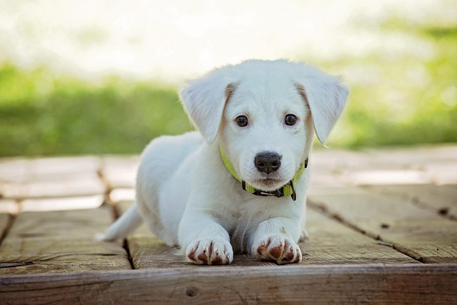 dog thermometers