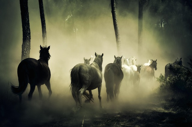 equestrian equipment