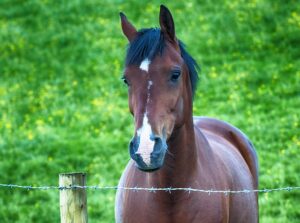 equestrian-equipment-640x480-5082515.jpeg