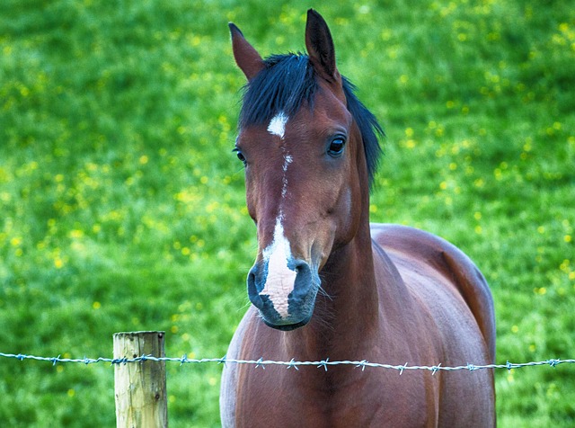 equestrian-equipment-640x480-5082515.jpeg