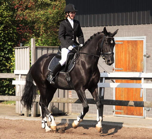 equestrian equipment
