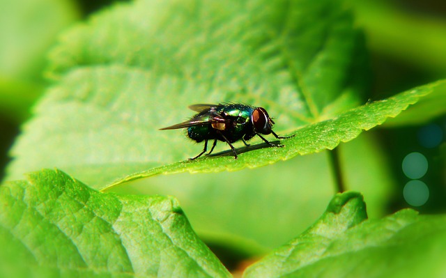 fly fishing flies