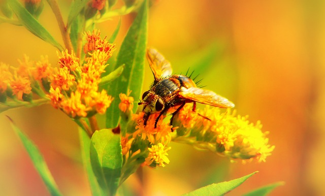 fly fishing flies