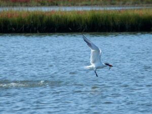fly-fishing-flies-640x480-48486528.jpeg