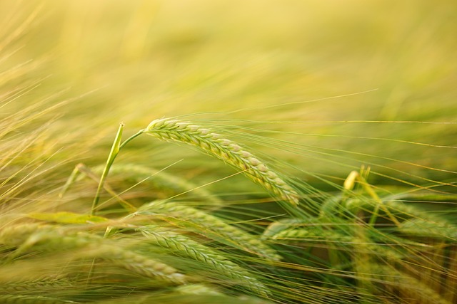 high fiber cereals