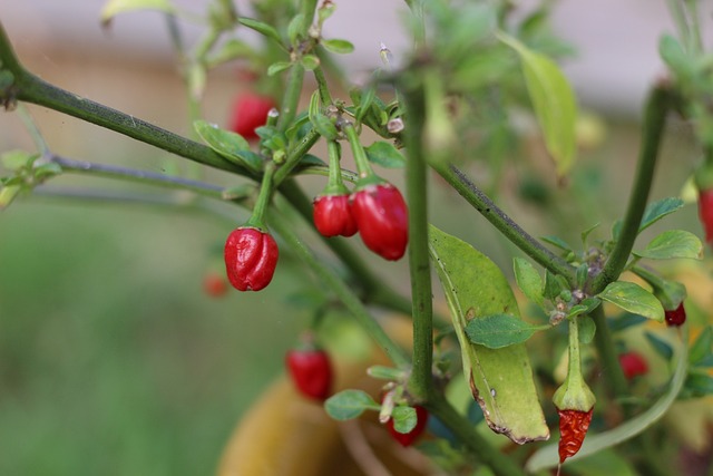 jalapenos peppers