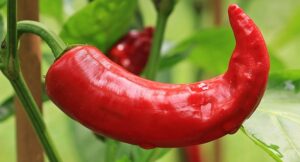 jalapenos-peppers-640x480-97378487.jpeg