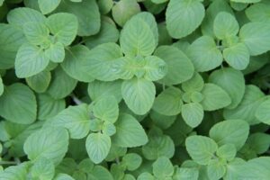 mint-julep-cups-640x480-34406113.jpeg