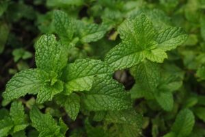 mint-julep-cups-640x480-95179273.jpeg