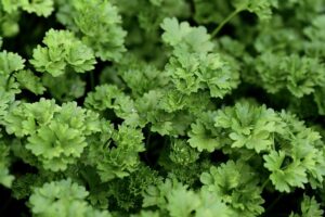 seasoning-mixes-640x480-97613597.jpeg