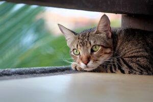 sonic-cat-repellents-640x480-15160356.jpeg