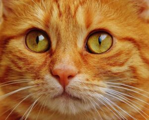 sonic-cat-repellents-640x480-18307265.jpeg
