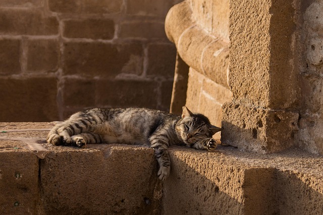 sonic cat repellents
