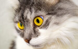 sonic-cat-repellents-640x480-38889470.jpeg