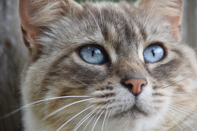 sonic cat repellents