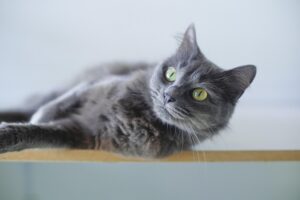 sonic-cat-repellents-640x480-57821766.jpeg