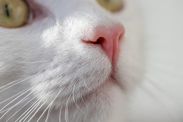 sonic cat repellents