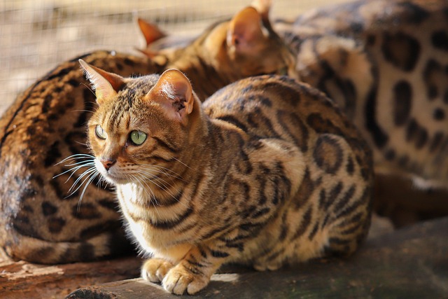 sonic cat repellents