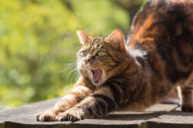 sonic cat repellents
