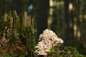 stump-grinding-640x480-12683306.jpeg