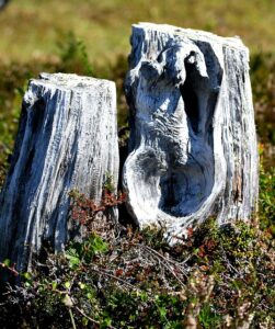 stump-grinding-640x480-55593009.jpeg