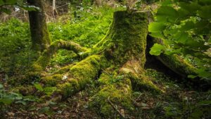 stump-grinding-640x480-60971029.jpeg