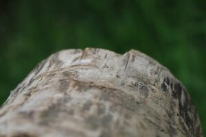 stump-grinding-640x480-67487125.jpeg