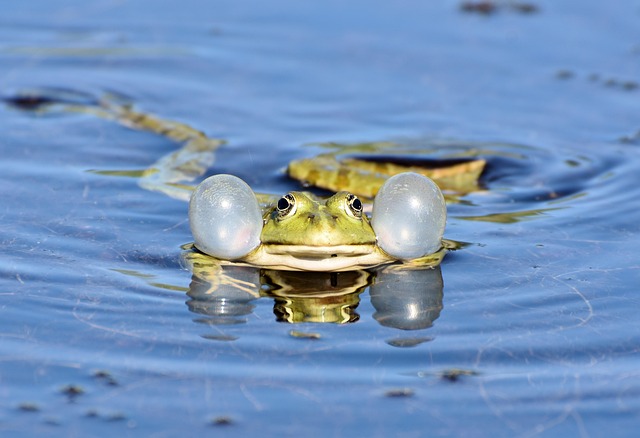 swimming equipment