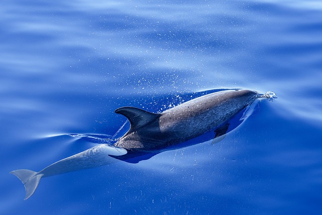 swimming-equipment-640x480-81117361.jpeg