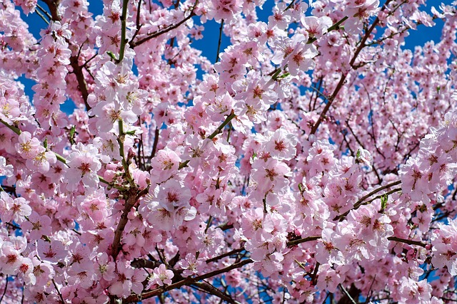 tree-trimming-640x480-18520901.jpeg