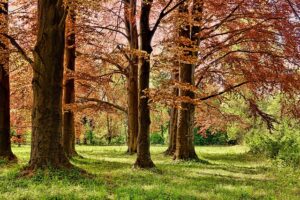 tree-trimming-640x480-18793575.jpeg