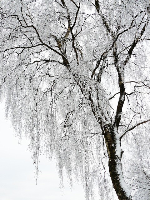 tree-trimming-640x480-21432756.jpeg