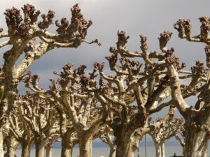 tree-trimming-640x480-57857750.jpeg