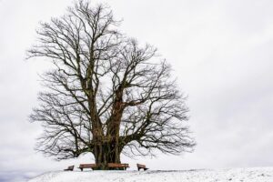 tree-trimming-640x480-64986821.jpeg