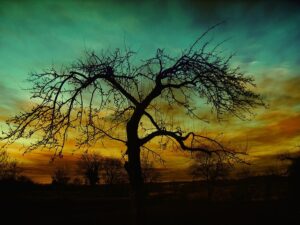 tree-trimming-640x480-77482965.jpeg