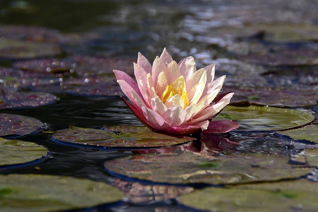 water-640x480-16588526.jpeg