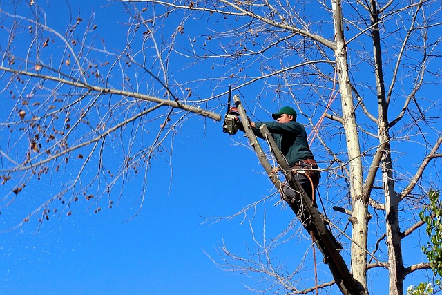arborist-640x480-35747103.jpeg
