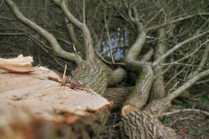 arborist-640x480-42670827.jpeg