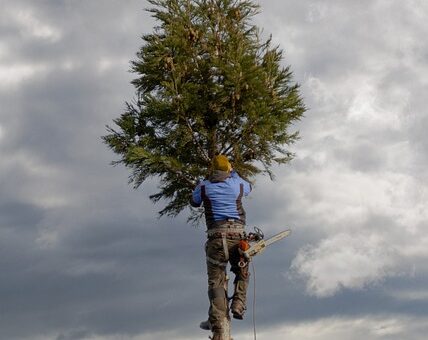 arborist-640x480-91669904.jpeg