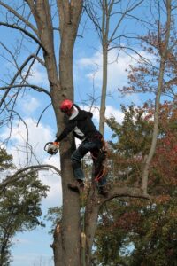 arborist-640x480-95974293.jpeg