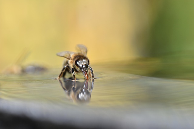 beekeeping supplies