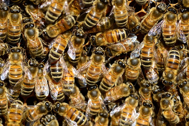 beekeeping supplies
