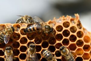 beekeeping-supplies-640x480-44870630.jpeg