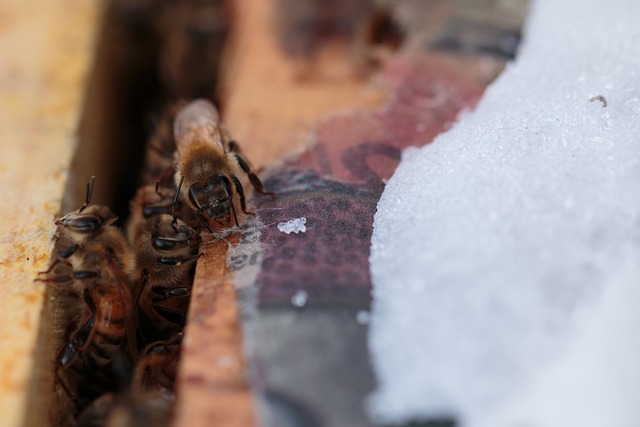 beekeeping supplies